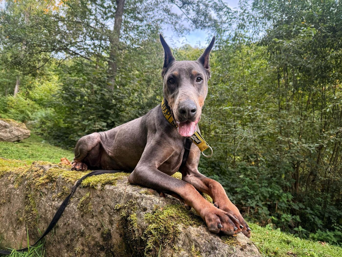 Help Me Written Sign Help a dog get seen | Shropshire Canine